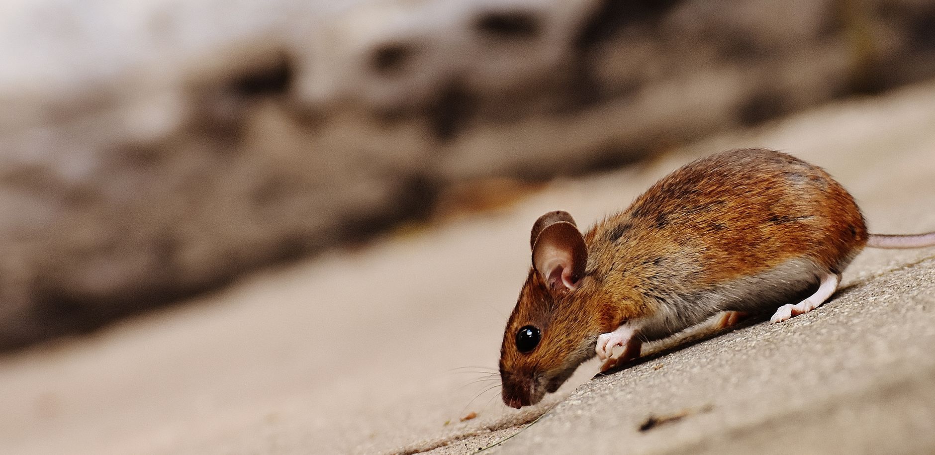 Lutte contre les nuisibles équipe à Arles